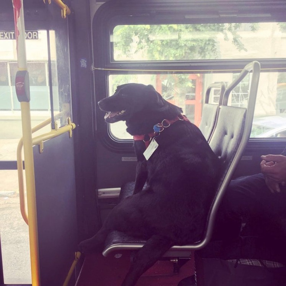 Chú chó hàng ngày tự bắt xe bus tới công viên đi dạo - 1 Đều đặn mỗi ngày, Eclipse tự đi xe bus tới công viên dành cho chó