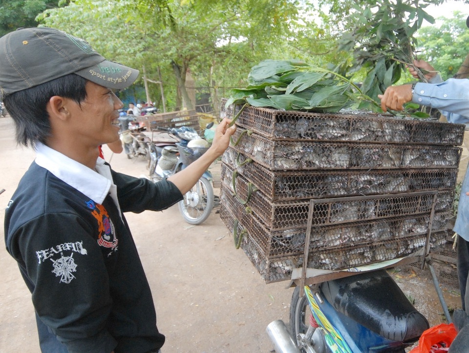 Những khu chợ kỳ dị, độc đáo chỉ có ở Việt Nam - 5 Nhiều hộ mua bán chuột ở đây cho biết, tuỳ theo mùa (chuột nhiều và ngon nhất trong khoảng từ tháng 3 - 10 âm lịch), 1kg chuột hơi có giá dao động từ 20.000 - 30.000 đồng. Sau khi được giết mổ, làm sạch sẽ được bán với giá 35.000 - 60.000 đồng/kg.