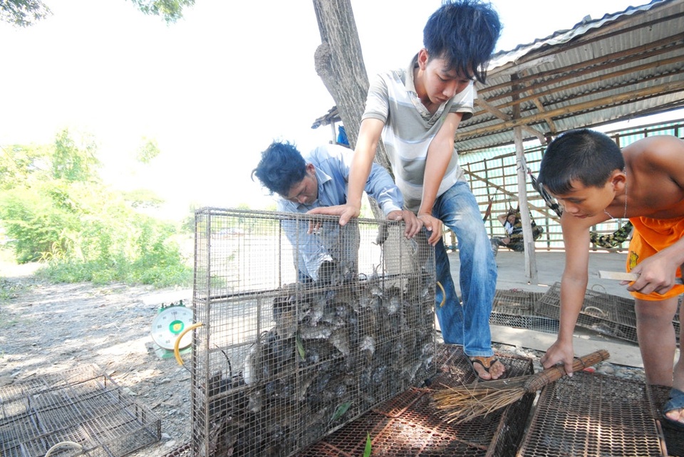 Những khu chợ kỳ dị, độc đáo chỉ có ở Việt Nam - 6 Chính quyền địa phương cho biết, chợ chuột Phù Dật nằm gọn trên ấp Bình Chiến, trong ấp có khoảng 600 hộ thì có tới trên 200 hộ sống bằng nghề săn bắt, làm thuê và kinh doanh chuột. Nhờ cái chợ này mà hàng trăm lao động có công ăn việc làm, thu nhập ổn định. Do công việc nhẹ nhàng nên thu hút các chị em phụ nữ và thậm chí cả trẻ em, người già tham gia dây chuyền giết mổ, mỗi ngày thu nhập trung bình từ 70.000 - 100.000 đồng/người.