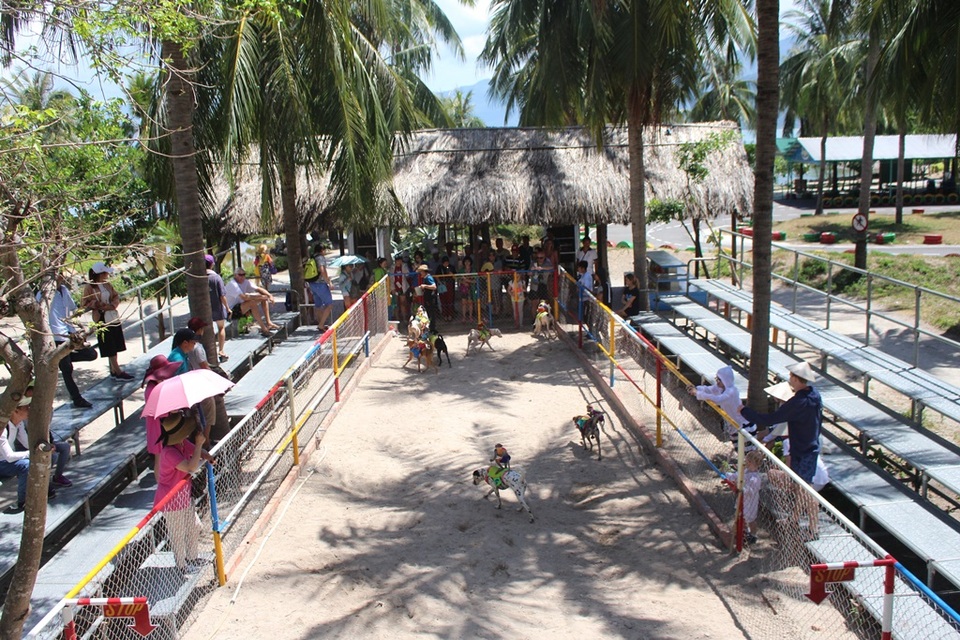 Du khách thích thú xem chó “cõng” khỉ thi chạy - 6 Cuộc đua kết thúc trong tiếng reo hò của du khách
