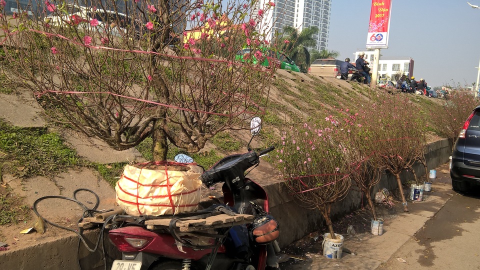 Một chiếc xe máy chở đào nhưng còn chờ thợ chở - thường những đợt cao điểm cuối năm, các nhà vườn đào - quất thừa phương tiện, điểm giao hàng nhưng lại thiếu cánh chuyên chở. Rất nhiều chủ vườn mướn người làm hoặc thuê xe ôm chở cho khách nhưng không phải ai cũng làm được.