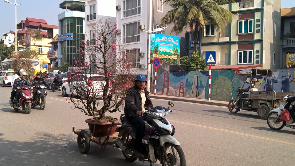 Các chủ vườn thường nhận đặt cây từ khách, tập hợp danh sách để thuê người chuyên chở. Khoản tiền chở tùy theo số km, tuy nhiên, hiện ở Hà Nội, chở đào và quất thấp cũng phải 150.000 đồng tiền phí.