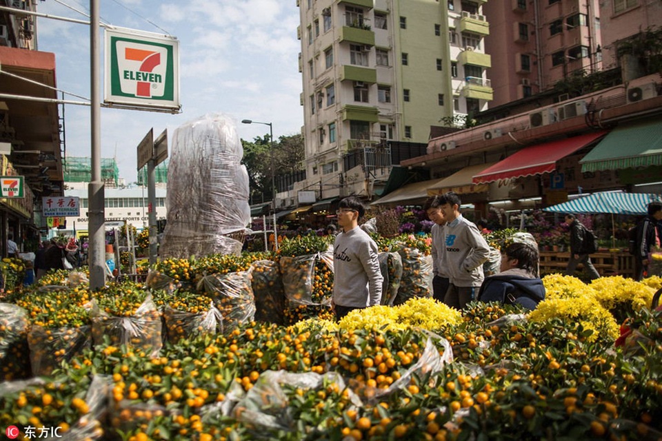 Thế giới tưng bừng đón năm mới Đinh Dậu - 15 Người dân Hong Kong nô nức đi xem hoa và cây cảnh tại chợ hoa Victoria Park (Ảnh: Sina)