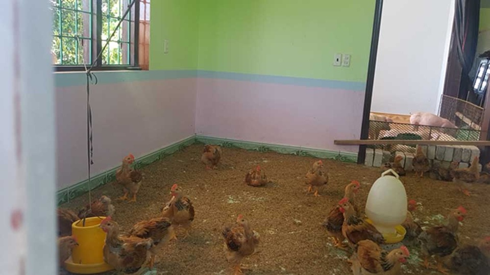 Vụ chủ tịch huyện bỏ dở đối thoại khi phát hiện báo chí: “Vì người nói không có người nghe” (!?) - 1
Nhiều hộ dân ở xã Quang Hưng đã cho gà, lợn lên nhà ở nhằm tránh việc nhà bị phá dỡ (Ảnh: Dân việt).
