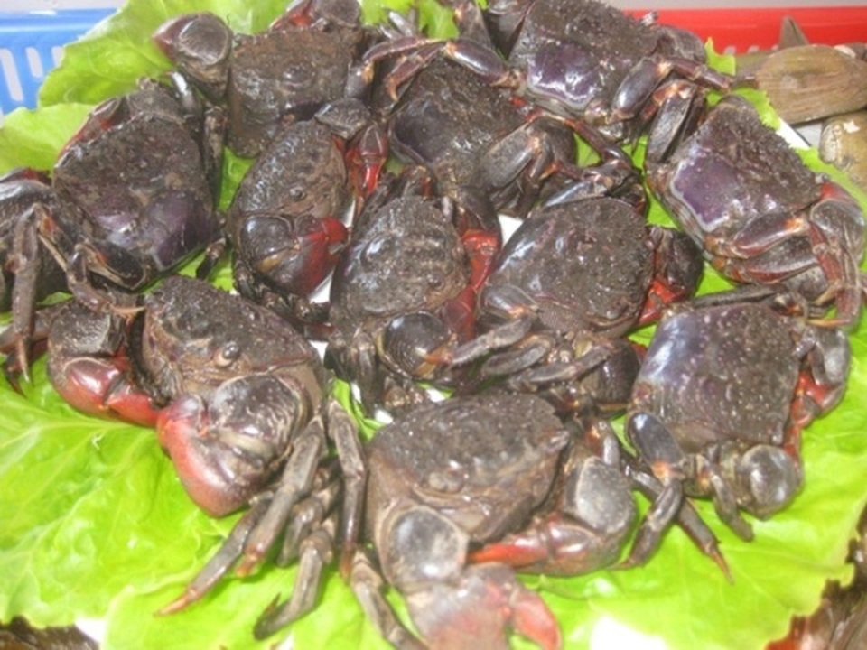 Ngất ngây với đặc sản Trà Vinh - 2 Chù ụ có thể chế biến thành nhiều món ngon khác nhau
