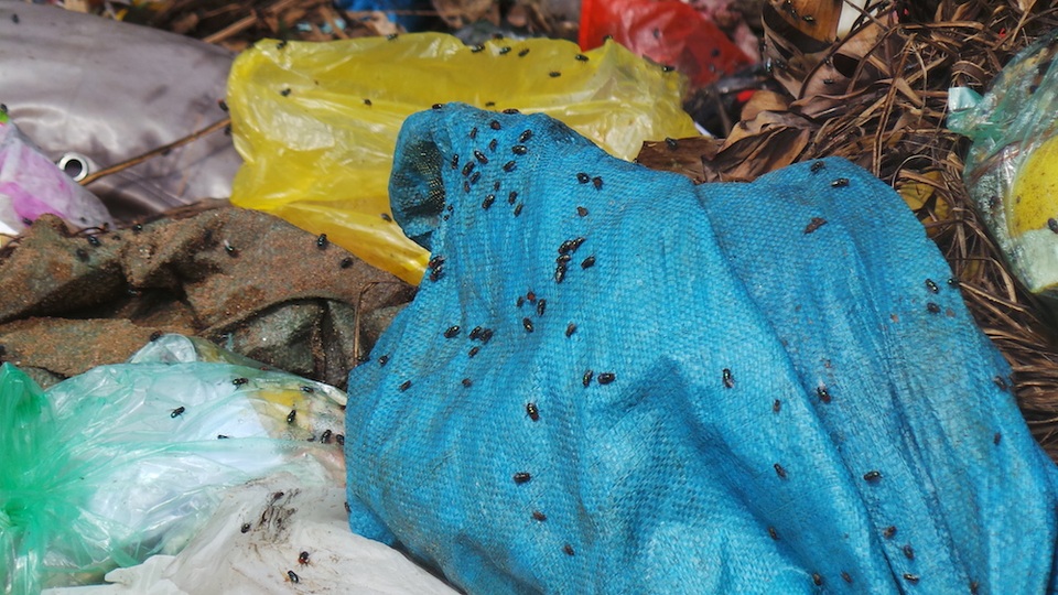 Hà Nội: Dân làng khổ sở vì "sống chung với rác" - 3 Cảnh ruồi nhặng bu kín bao tải rác đến ghê người.