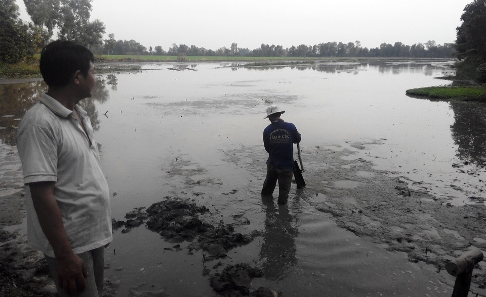 
Ông Đinh Văn Út cho biết, do chưa có sen giống nên ông Hòa cho ông Út sạ lúa lại vụ này
