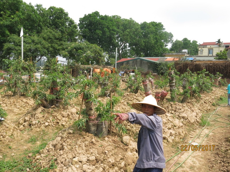 Tái lấn chiếm để trồng cây, đòi hỗ trợ tổng trị giá 19 tỉ đồng! - 3 Tái lấn chiếm để trồng cây, đòi hỗ trợ tổng trị giá 19 tỉ đồng! - 3
