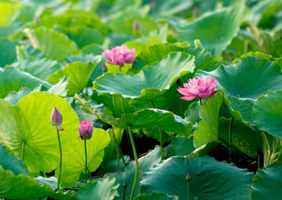 Những đóa sen e lệ trong nắng sớm.