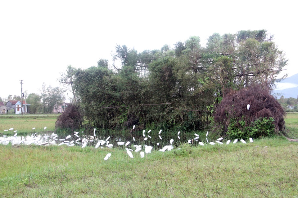 
Bất cứ lùm cây nào nằm giữa cánh đồng đều được những người dân hành nghề tận diệt chim trời đặt bẫy. Mục tiêu của họ là những đàn cò, đàn diệc tránh rét, tìm kiếm thức ăn từ phương xa bay tới, lên đến hàng trăm, hàng ngàn con.
