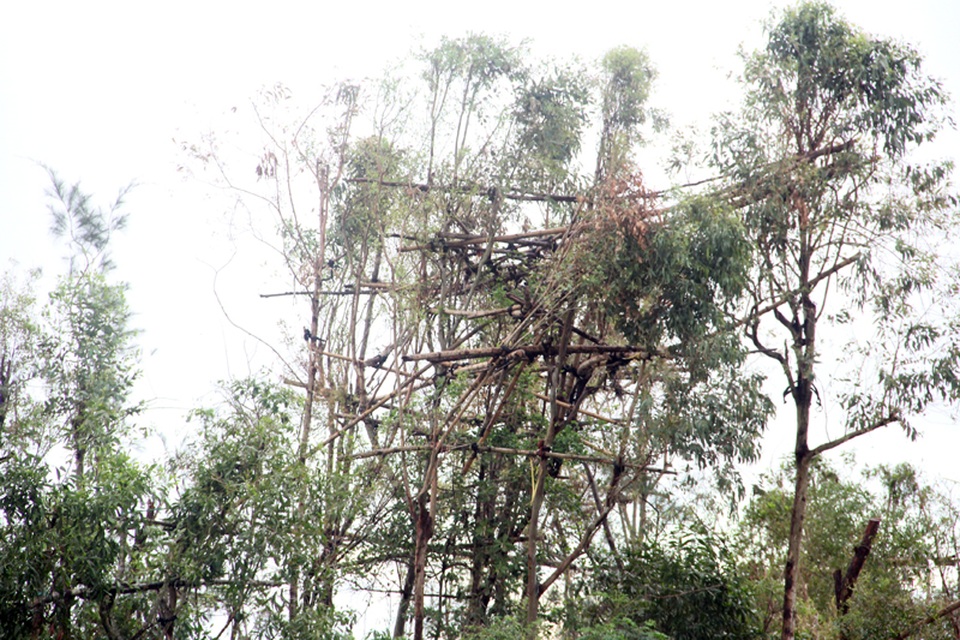 
Ngoài ra thợ săn chim ở Thịnh Lộc còn tạo trận địa trong những lùm cây để phục đón những đàn chim trú ngụ sau một ngày tìm kiếm thức ăn.
