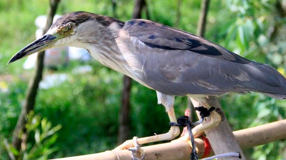 
Chim mồi bị khâu mắt, chân được cột nối với một chiếc dây xuống dưới đất.
