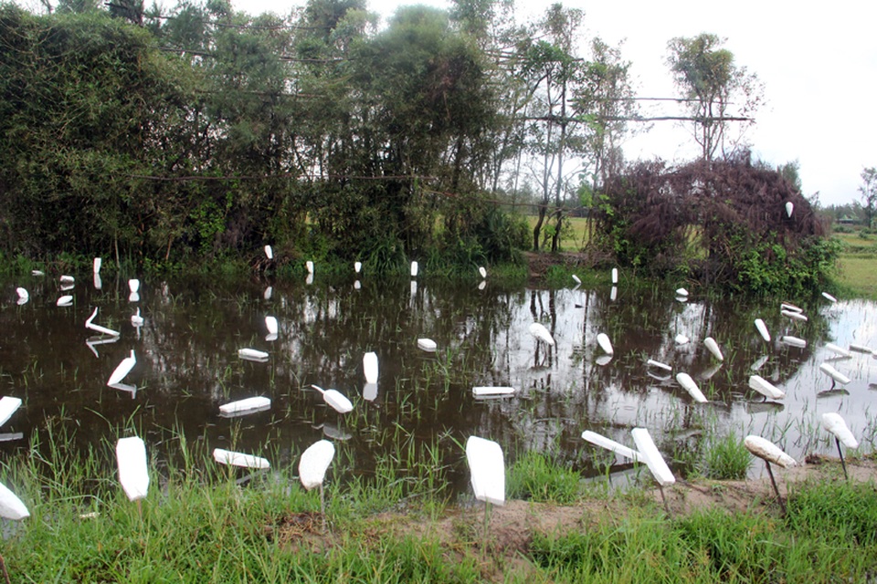 
Đánh lừa đàn chim trời bằng những đàn cò giả bằng xốp. Cò tặc tận dụng những mảnh ruộng sâu trũng sau vụ lúa Hè Thu để làm trận địa nhử cò.
