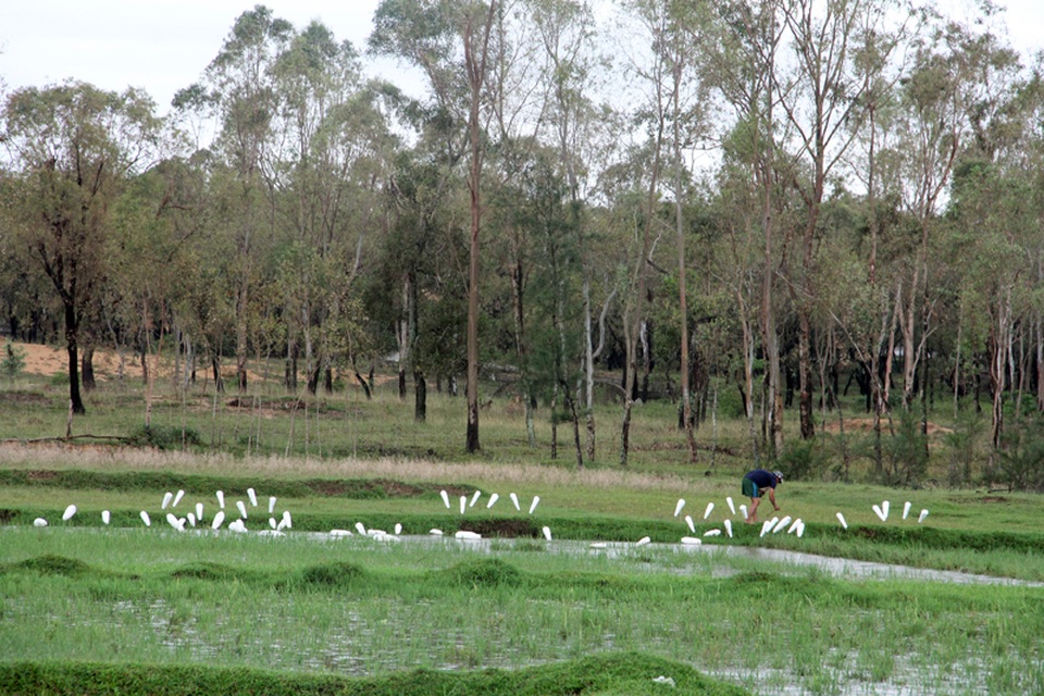 
Một thợ săn chim trời đang giăng bẫy
