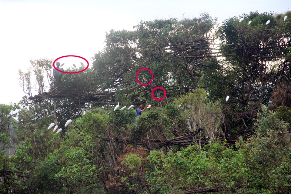 
Thợ săn dùng những con chim mồi (ô đỏ) cho đậu ở những vị trí thuận lợi nhất để nhử chim trời.
