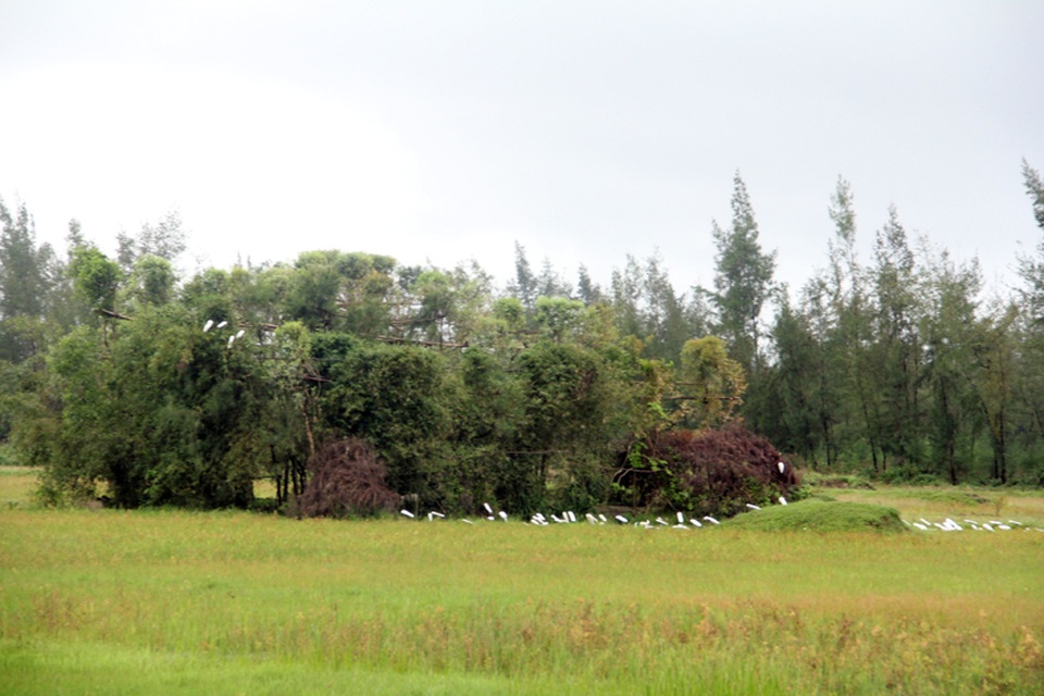 Với địa thế nằm sát biển, điều kiện tự nhiên đủ cả rừng, ruộng đồng, ao hồ, nên mảnh đất Thịnh Lộc, huyện Lộc Hà, Hà Tĩnh là nơi lí tưởng để những đàn chim trời từ phương xa bay về trú ngụ tránh rét, tìm kiếm thức ăn. Thay vì bảo vệ những loài chim yêu quý, vô hại, một bộ phận người dân Thịnh Lộc đã tìm mọi cách để tận diệt, hình thành nghề tận diệt chim trời. Vùng đất Thịnh Lộc và nhiều vùng quê ven biển khác ở huyện Lộc Hà, Nghi Xuân trở thành miền đất dữ của các loại chim trời.
