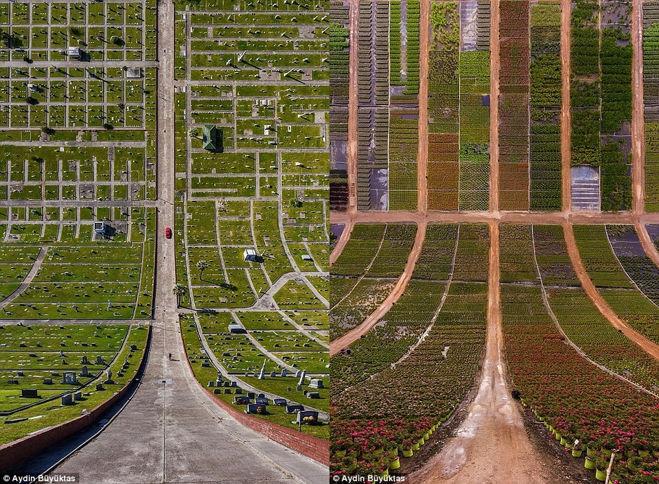 Tiếp tục những hình ảnh tại bang Texas với cảnh nghĩa trang và cánh đồng hoa nhìn từ trên cao