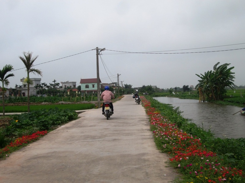 Đẹp ngỡ ngàng những con đường làng rực rỡ hoa mười giờ - 2 Những con đường bê tông hóa nông thôn mới hai bên được tô thắm bằng những đóa hoa mười giờ đầy màu sắc