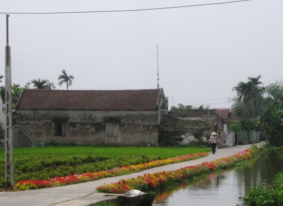 Đẹp ngỡ ngàng những con đường làng rực rỡ hoa mười giờ - 10 Một đoạn đường khá ngắn ven một kênh nước và ruộng lúa được trồng hoa mười giờ nở rộ lúc giữa trưa nắng