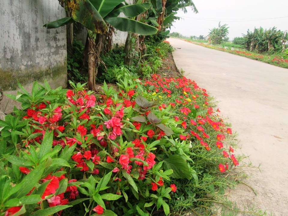 Đẹp ngỡ ngàng những con đường làng rực rỡ hoa mười giờ - 12 Đẹp ngỡ ngàng những con đường làng rực rỡ hoa mười giờ - 12