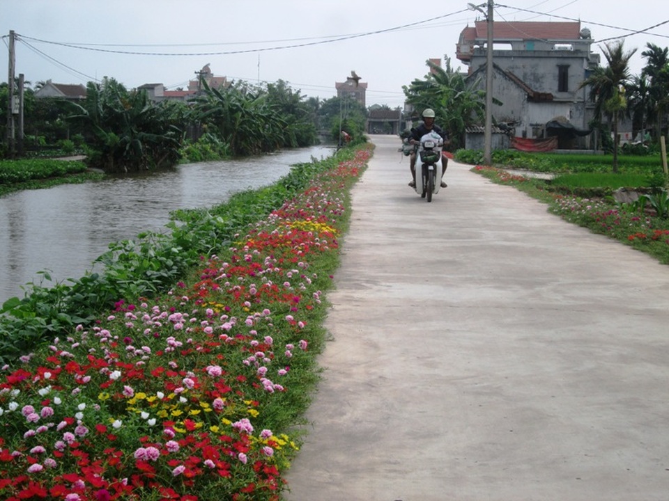 Đẹp ngỡ ngàng những con đường làng rực rỡ hoa mười giờ - 14 Đẹp ngỡ ngàng những con đường làng rực rỡ hoa mười giờ - 14
