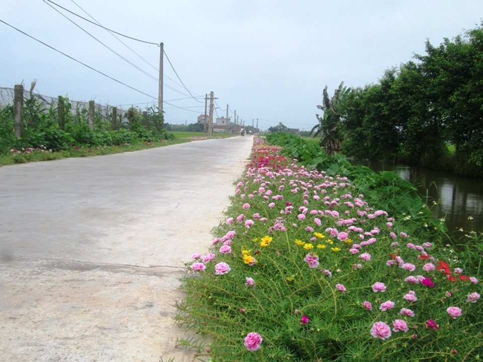 Đẹp ngỡ ngàng những con đường làng rực rỡ hoa mười giờ - 17 Đẹp ngỡ ngàng những con đường làng rực rỡ hoa mười giờ - 17