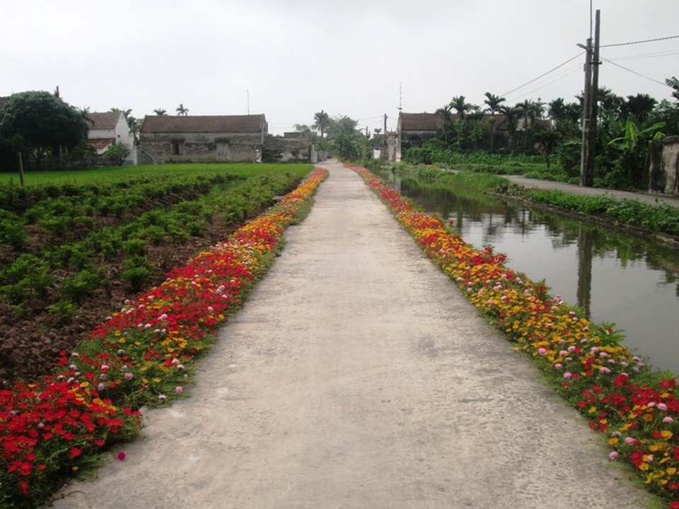 Đẹp ngỡ ngàng những con đường làng rực rỡ hoa mười giờ - 1 Con đường hoa mười giờ rực rỡ sắc màu ở xóm 11 xã Hải Lộc khiến nhiều người ngợp mắt