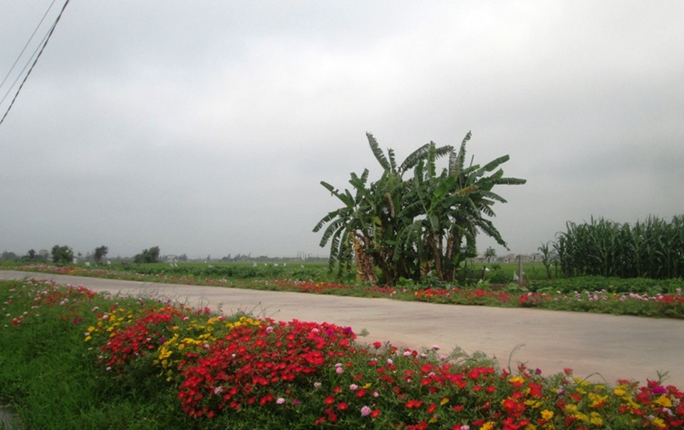 Đẹp ngỡ ngàng những con đường làng rực rỡ hoa mười giờ - 16 Hoa mười giờ ven đường bên cạnh những rặng chuối khiến nhiều người tìm thấy cảm giác bình yên ở vùng quê