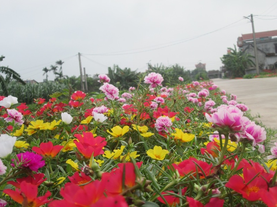 Đẹp ngỡ ngàng những con đường làng rực rỡ hoa mười giờ - 8 Đẹp ngỡ ngàng những con đường làng rực rỡ hoa mười giờ - 8