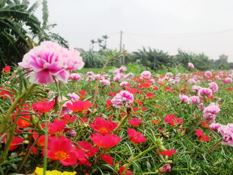Đẹp ngỡ ngàng những con đường làng rực rỡ hoa mười giờ - 7 Đẹp ngỡ ngàng những con đường làng rực rỡ hoa mười giờ - 7