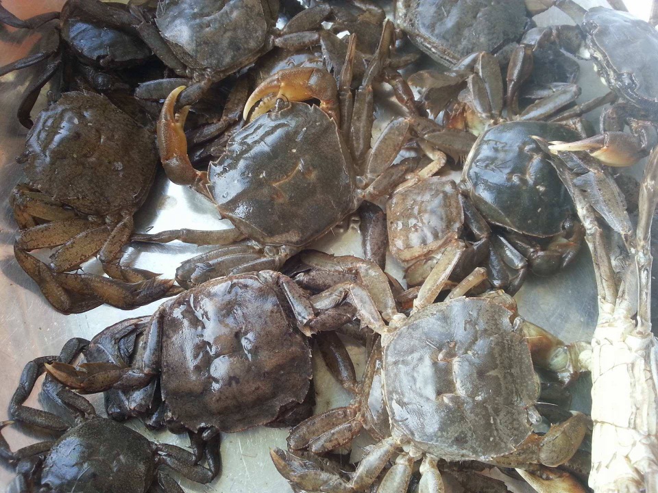 Nhớ hương rạm đồng - 1