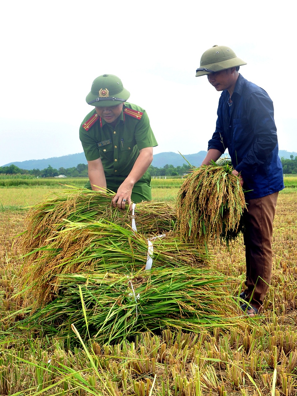 Công an giúp dân gặt lúa chạy bão - 3 Công an giúp dân gặt lúa chạy bão - 3