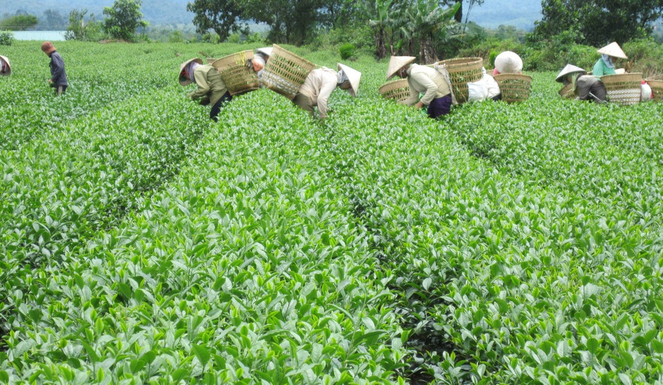 Tôn vinh trà Bảo Lộc tại Festival hoa Đà Lạt - 1 Công nhân đang hái trà tại Bảo Lộc