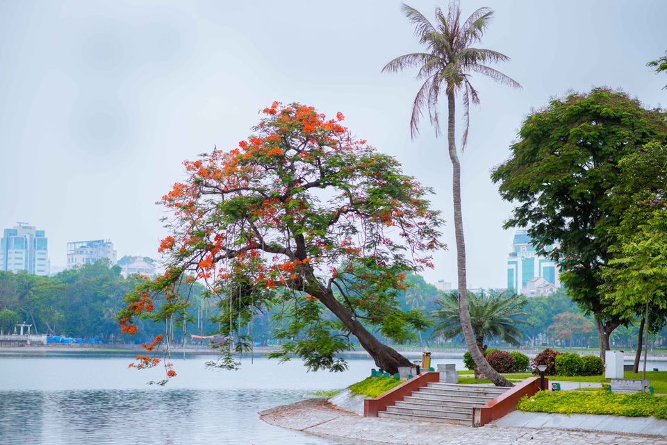 Nếu như bằng lăng mang đến sắc tím lãng mạn cho phố phường Hà Nội thì hoa phượng lại thắp lửa rạng rỡ bằng những chùm hoa đỏ rực dưới nắng hè. Đây cũng là loài hoa tạo nên điểm nhấn khó quên cho Hà Nội mỗi dịp mùa hè về.