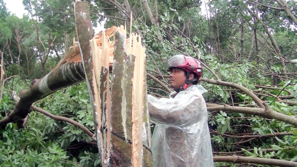 Bão gây ngã đổ hàng ngàn hecta cao su, người nông dân “đứt ruột” cắt bán củi nhưng bị ép giá - 2 Những cây có đường kính 50 - 60 cm nhưng vẫn bị gió bão quật ngã