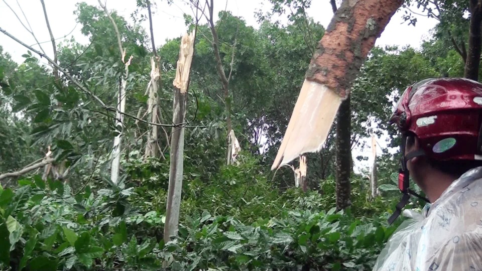 Bão gây ngã đổ hàng ngàn hecta cao su, người nông dân “đứt ruột” cắt bán củi nhưng bị ép giá - 3 Theo thống kê hoảng 60% diện tích cây cao su của người dân bị gió quật ngã