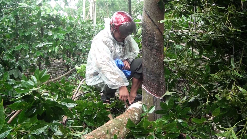 Bão gây ngã đổ hàng ngàn hecta cao su, người nông dân “đứt ruột” cắt bán củi nhưng bị ép giá - 4 Nhiều cây bị bung miệng (chỗ cạo mủ) làm sản lượng mủ sau này giảm đáng kể
