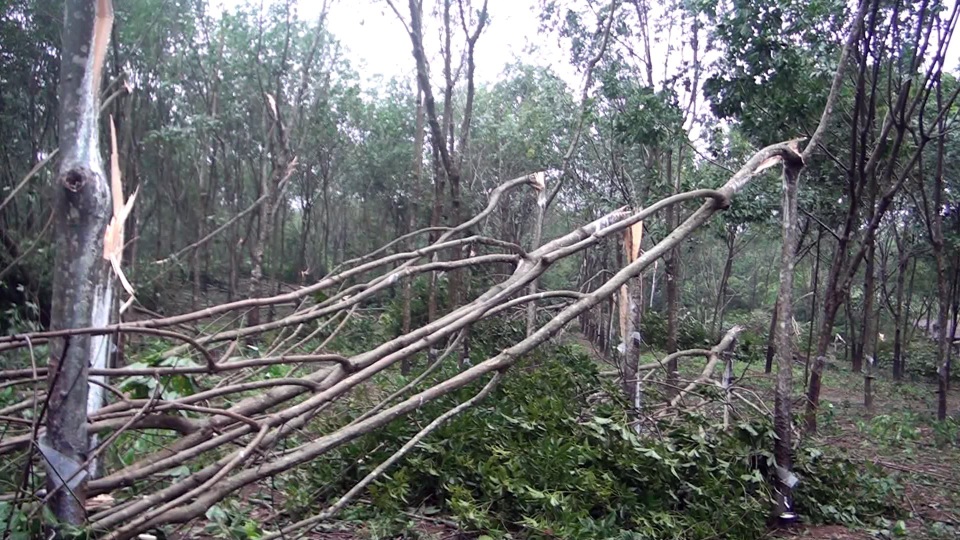 Bão gây ngã đổ hàng ngàn hecta cao su, người nông dân “đứt ruột” cắt bán củi nhưng bị ép giá - 5 Do số lượng người bán củi cao su quá nhiều nên thương lái ép giá từ 150.000 đồng/cây xuống còn 100.000 đồng/cây