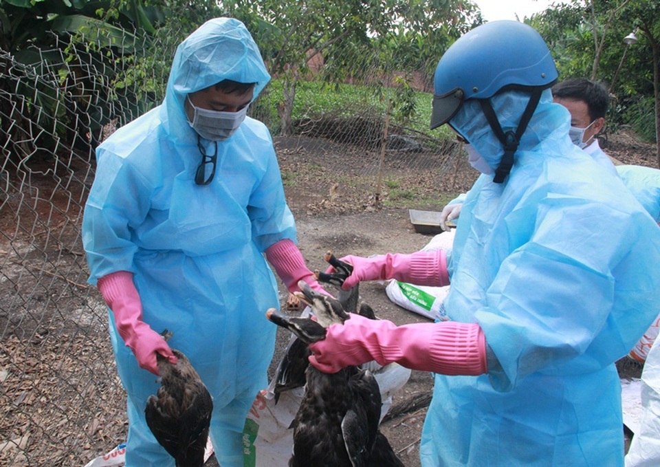 
Cơ quan chức năng tiến hành tiêu hủy đàn vịt trời nhiễm cúm H5N6
