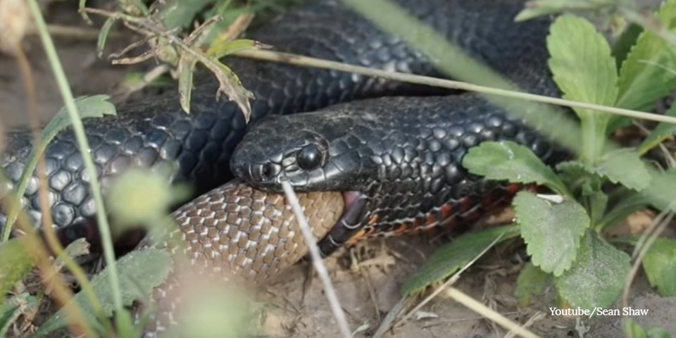 Cận cảnh cuộc chiến sống còn giữa hai con rắn - 1 Cận cảnh cuộc chiến sống còn giữa hai con rắn - 1