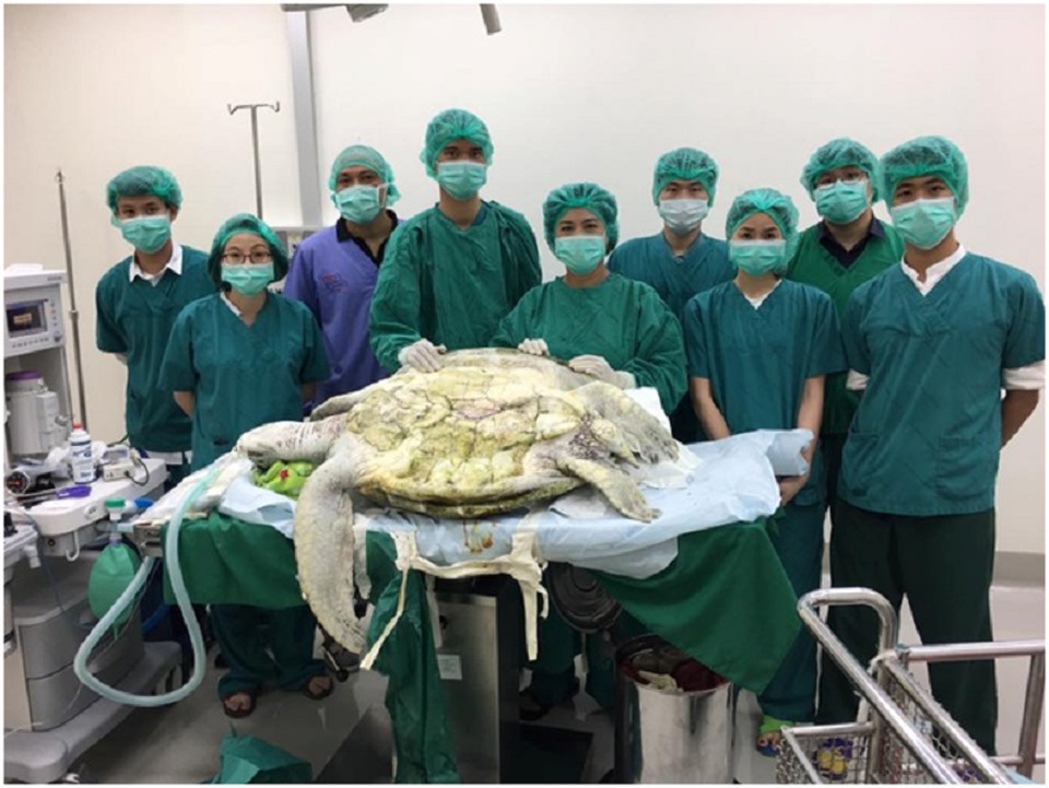 Phát hiện 915 đồng xu trong bụng chú rùa ở Thái Lan - 1 Ngày 06/03 vừa qua, các nhân viên cứu hộ Thái Lan đã phát hiện và giải cứu thành công một chú rùa nuốt gần 1000 đồng xu vào bụng.