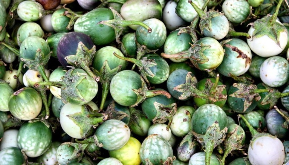 Những món ngon “độc quyền” của Buôn Ma Thuột - 3 Cà đắng- đặc sản núi rừng Tây Nguyên.