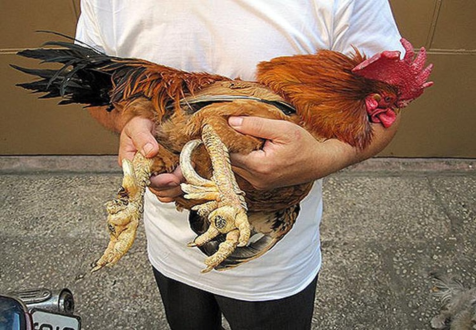 6 món ăn tiến Vua được đại gia Việt "săn" tìm - 3 Gà 9 cựa ngày nay có giá khá đắt đỏ. Ảnh minh họa