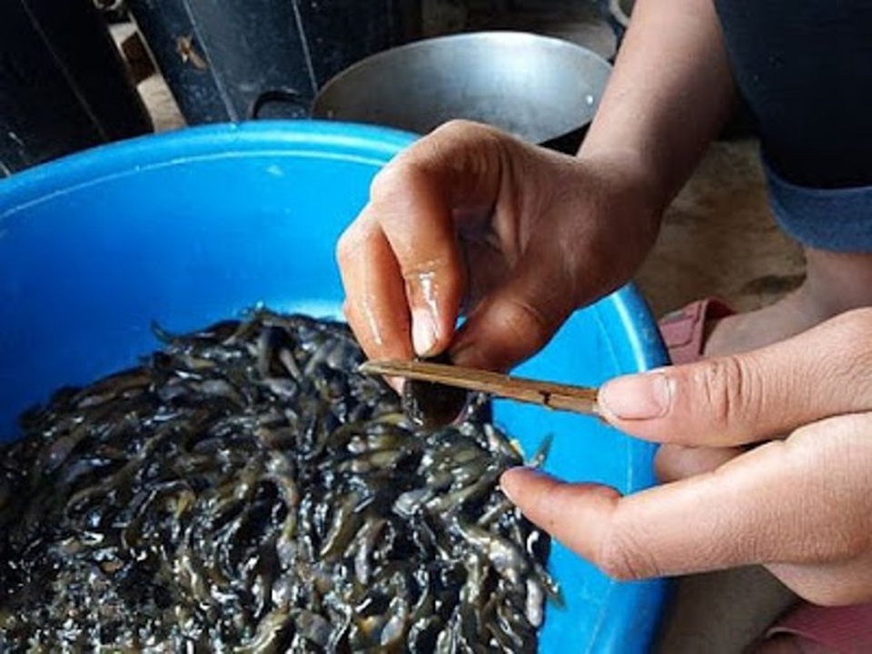 Rùng mình với đặc sản nòng nọc ở Thanh Hóa - 4 Nòng nọc rất được ưa chuộng vì hương vị thơm ngon và bổ. (Ảnh: dammedulich365)
