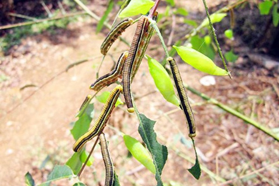 
Những chú sâu có hình dạng xấu xí cũng có thể được chế biến thành đặc sản.
