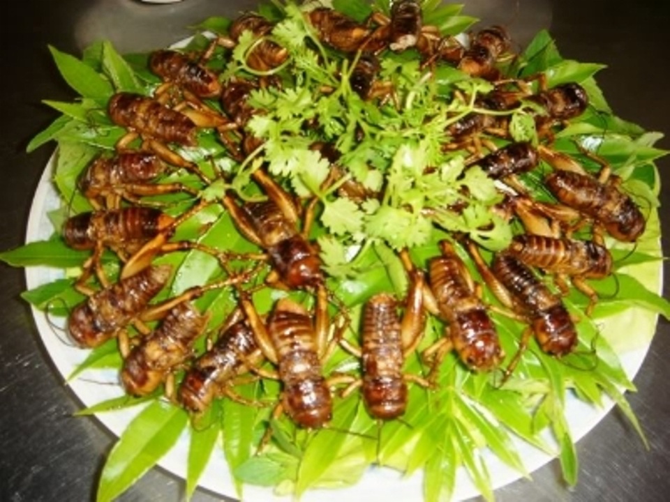 Món ngon mê hoặc lòng người ở Yên Bái - 4 Chế biến.món ăn từ dế mèn không khó, nhưng luôn đòi hỏi sự tỉ mỉ, cẩn thận