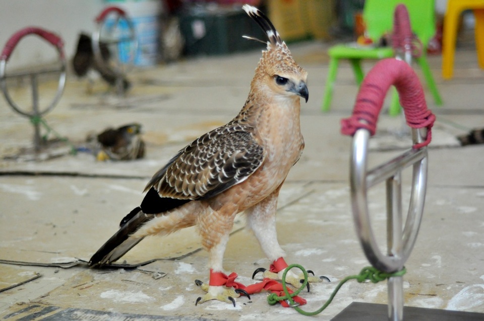 Bộ sưu tập chim săn giá 300 triệu của dân chơi Hà Nội - 6 Một con đại bàng núi được anh Minh nuôi khoảng gần 1 năm. Đây là loài chim có vẻ đẹp oai dũng, được coi là chúa tể của bầu trời. Đại bàng núi trưởng thành có thể nặng đến 2,4kg và sải cánh dài đến gần 2m. Chúng có thể được trả giá lên tới hàng nghìn USD đối với một con đại bàng được huấn luyện thành thục các kỹ năng.