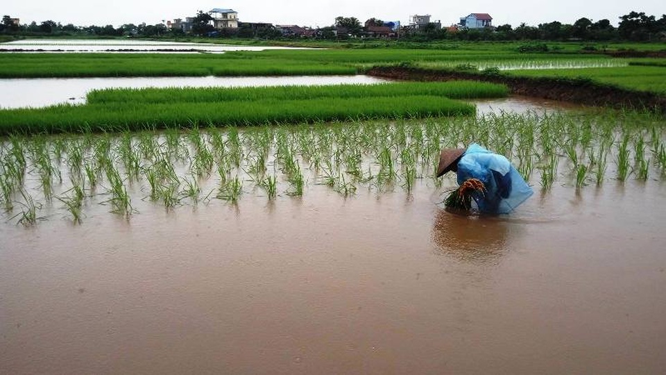 Mưa lớn, ngập trắng từ phố xá tới ruộng đồng - 4 Tranh thủ trời tạnh ráo, người dân ra đồng cấy ở khu vực không bị ngập