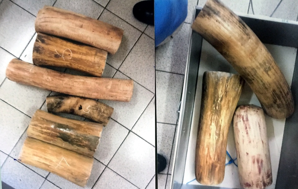Hà Nội: Cán bộ hải quan "cá kiếm" 3 tỷ đồng nhờ đánh tráo ngà voi, sừng tê tang vật - 2 Ngà voi giả được làm bằng các khúc gỗ để thay thế.