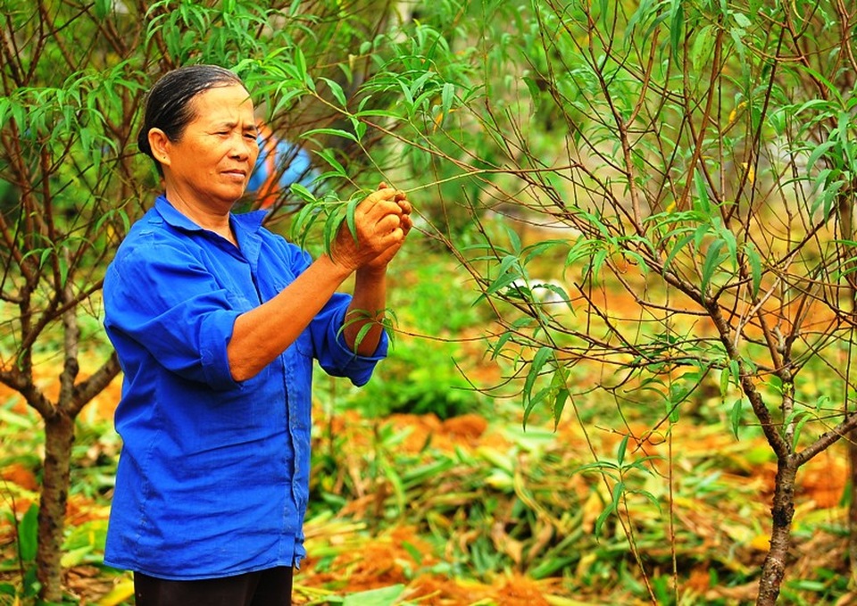 Hơn 4.000 cây đào phai “chết như ngả rạ”, nông dân khóc ròng - 4 Người dân chăm sóc những cây đào còn sống để vớt vát lại thiệt hại sau cơn lũ lịch sử.